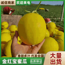 民勤蜜瓜金红宝蜜瓜大量现货，现摘现发，对接电商市场批发商