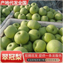 苍溪运山水果/翠冠梨/产地现摘现发/基地代发全国一条龙