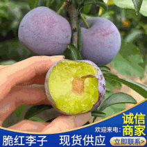 脆红李子/四川脱骨李/产地直发/现摘现卖/可全国代发