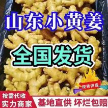 小黄姜常年批发现货供应随到随装产地代发全国市场