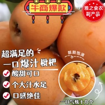 【荐】枇杷大凉山米易早钟大五星电商物流整车一件代发团购批