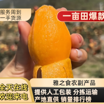 【荐】枇杷大凉山米易早钟大五星电商物流整车一件代发团购批