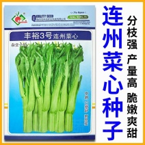 丰裕3号连州菜心种子多东多丫甜菜心种子甜脆白菜苔种子