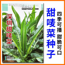 深圳甜麦菜种子上洋唛尖叶甜唛菜种子四季苦麻菜种子