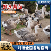鹅苗正宗优质狮头鹅苗包疫苗包成活诚信经营