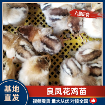 厂家直销快大型良凤花鸡苗包疫苗包成活