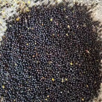 江西九江粮油作物本地油菜籽精品菜籽