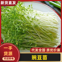 豌豆苗厂家直发品质保障对接全国市场等量大优惠