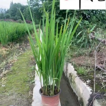 火星花盆栽批发花境庭院草花批发四川火星花基地量大价