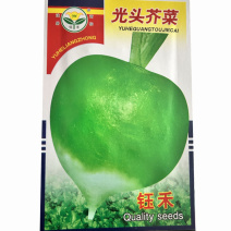 光头芥菜种子纤维少辣味浓二道眉疙瘩菜籽大田基地