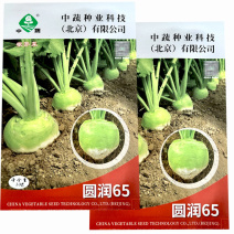 圆润65二道眉根芥菜头种子拉疙瘩辣老咸菜秋季蔬菜光头芥