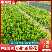 【品质保证】新加坡龙船花大小叶龙船花自己基地现货