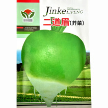 二道眉芥菜种子辣疙瘩菜叶片绿色光头芥蔬菜种子