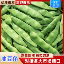 热卖吉林大油豆角东北油豆角现摘现发可拼车价格实惠欢迎联系