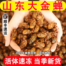 知了猴新鲜2025活体金蝉爬叉猴速冻知了龟特产