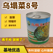 【正宗黄心】乌塌菜8号种子基地专用罐装耐寒奶油黄心乌塌
