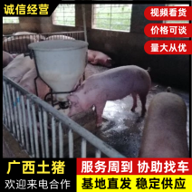 土猪广西土猪新鲜直供猪场直发代发全国品质保证