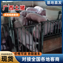 广西土猪精品土猪肉质鲜嫩大量供应品质保证欢迎下单