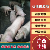 土猪广西博白土猪猪场直供无中间商疫苗齐全保证品种