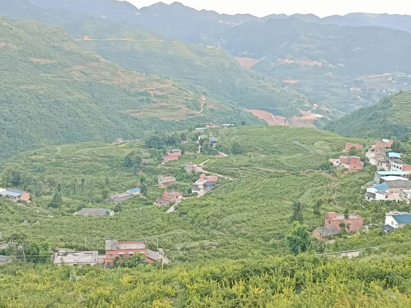 航拍视角下的连片李子果园,山坡上整齐排列的李树郁郁葱葱,部分果树已挂满成熟果实,果农正在田间劳作,远处可见山区地貌与村庄轮廓 李子果园航拍图