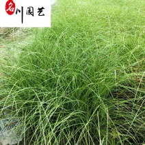 细叶芒基地直供20-60公分细叶芒批发花境花坛观赏草