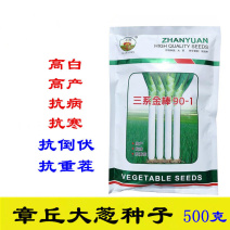 三系金棒章丘大葱种子500克抗病高产抗重茬抗风抗倒