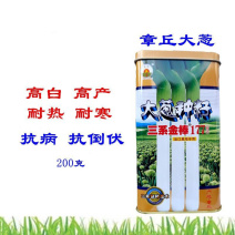 章丘大葱种子200g三系金棱177大梧桐大葱种子