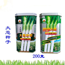 章丘大葱种子200g三系金棒章丘大梧桐大葱种子