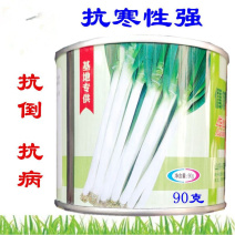 长玉纲葱种子90g大葱种子抗病抗寒抗倒不分权