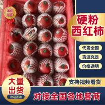 山西硬粉西红柿，口感西红柿，大量出售，现货速发，欢迎来电