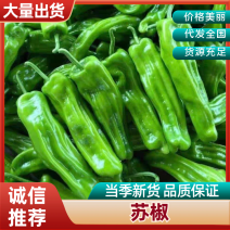 河南省上蔡县大棚辣椒！电商青椒苏椒芜湖椒尖椒薄皮椒线椒！