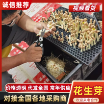 水培花生芽对接全国品质保障进店咨询视频看货选货