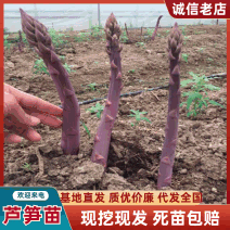 紫色芦笋苗根粗苗壮抗病性强成活率高适宜四季栽培