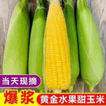 【实力供货】湖北水果玉米新鲜上市价格美丽质量好走货快热卖