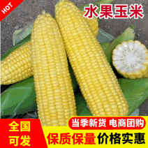 水果玉米，大量有货常年供应产地直发接受视频看货对接全国