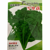 雪里蕻种子松叶腊菜种子10克耐热耐寒春秋播种蔬菜种子
