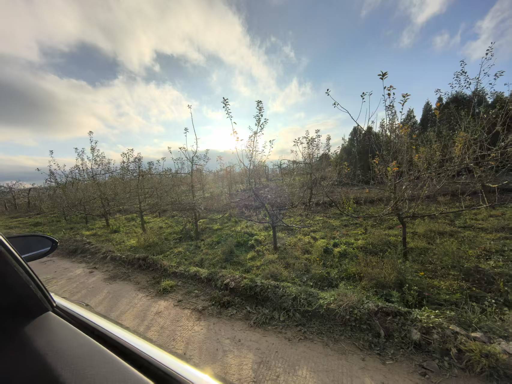 果园中的花牛苹果树