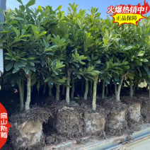 关注福建水晶杨梅苗产业特大早熟东魁杨梅小杯苗10珠
