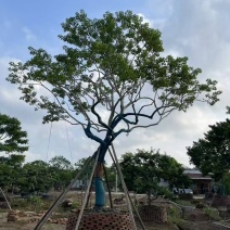 铁冬青红果冬青基地大量低价出售