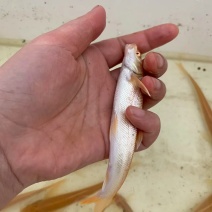 红眼银鳕鱼，又叫“大鳞鲃”或“淡水银鳕鱼”的红色变种