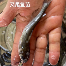 叉尾鱼苗（江丰1号），鮰鱼苗，斑点叉尾苗，叉尾