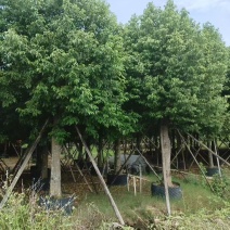 阴香基地大量低价出售