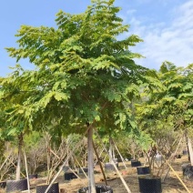 花旗木基地大量低价出售