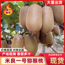 湖南湘西猕猴桃，米良一号大量供应，新鲜采摘量大