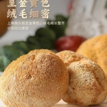 猴头菇干货特产食用菌古田无硫新货特级干猴头菌非野生养胃