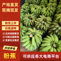 粉蕉精品香蕉基地直发货源充足商超货市场货欢迎来电