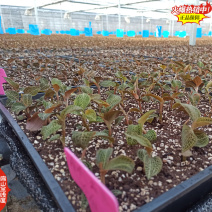 规模化林下福建红霞金线莲种苗种植基地台湾大圆叶仿野生