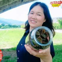 找福建金线莲瓶装种苗货源漳州南靖台湾红霞大叶金线莲f