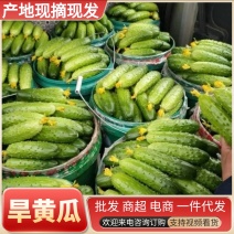旱黄瓜价格很便宜/质量很好/现摘现发/量大从优/可全国发货