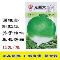 光面大芥菜种子圆锥形芥菜疙瘩菜种子蔬菜种子